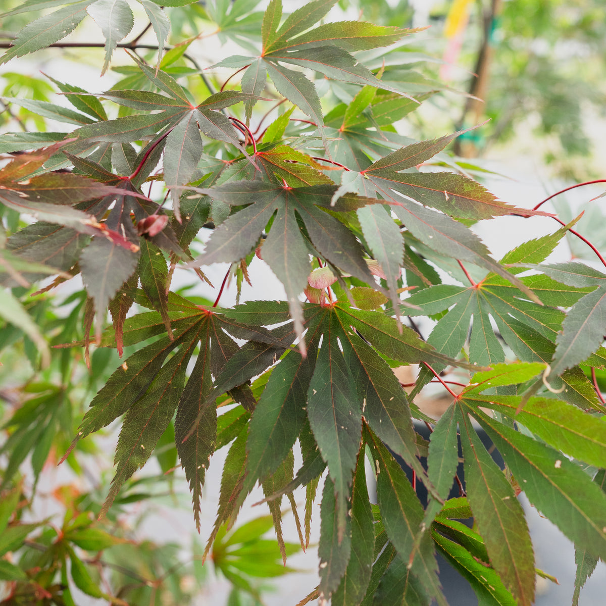 Edna Bergman Japanese Maple #10 Cg