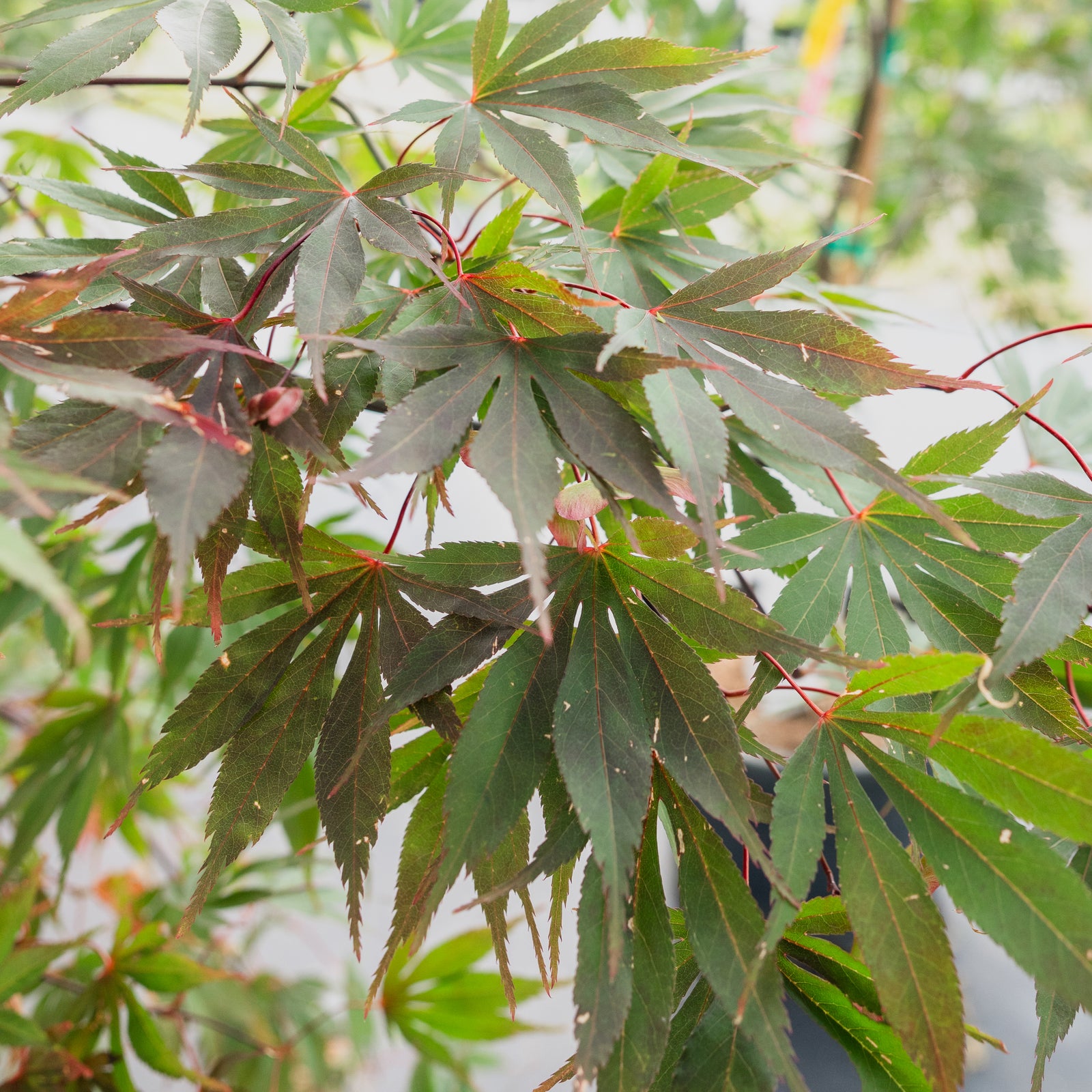 Edna Bergman Japanese Maple #10 Cg