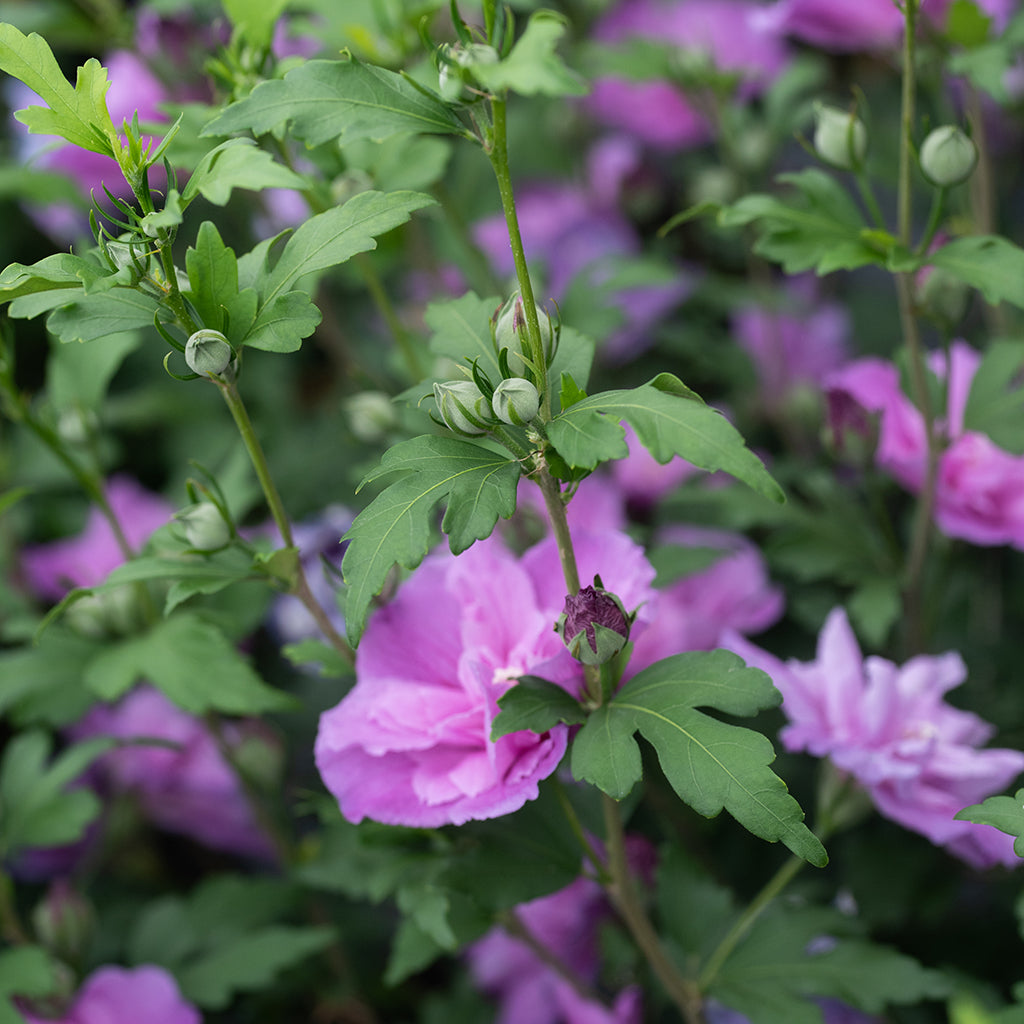 Dark Lavender Chiffon® Rose Of Sharon Pw® # 2 PW Cont