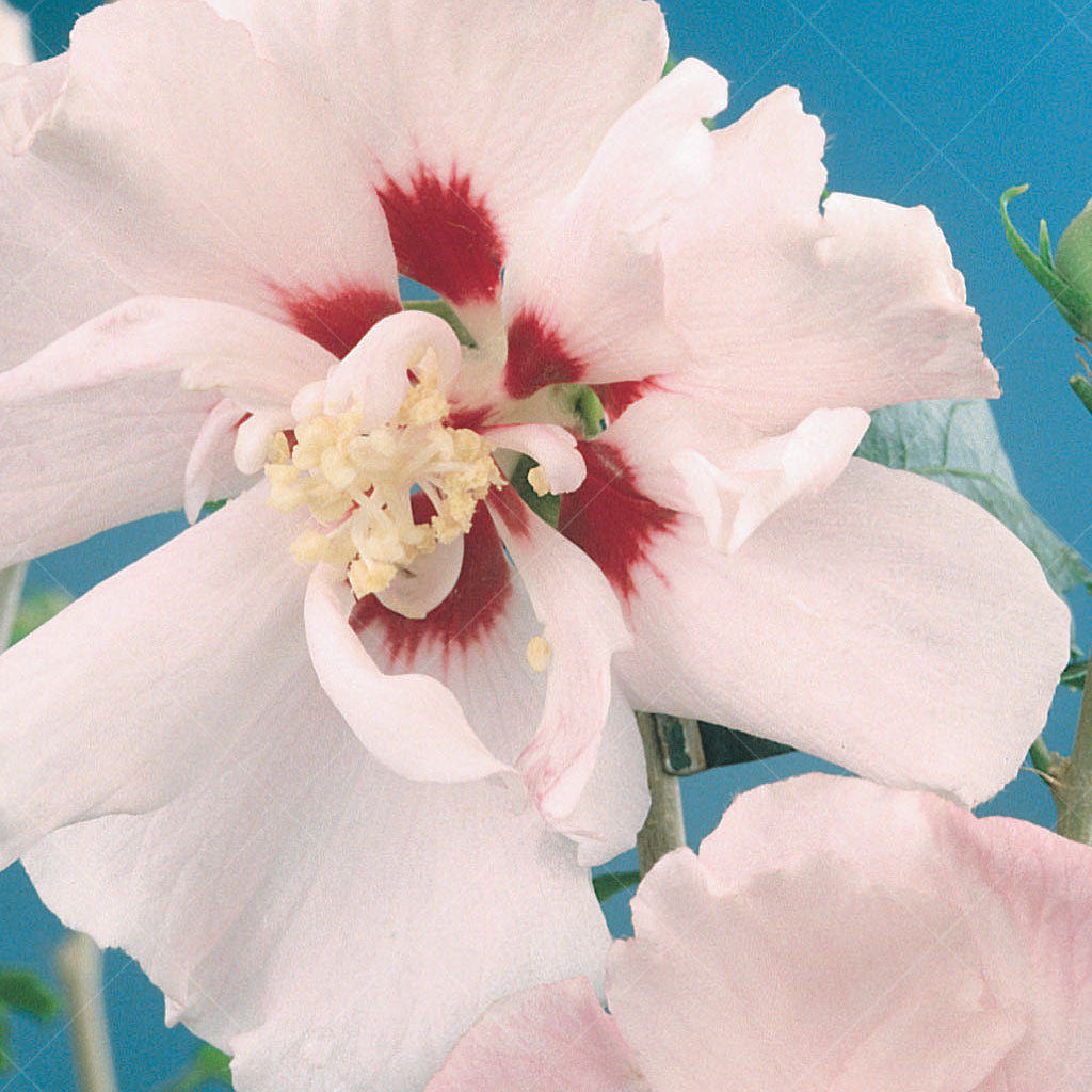 Blushing Bride Rose Of Sharon