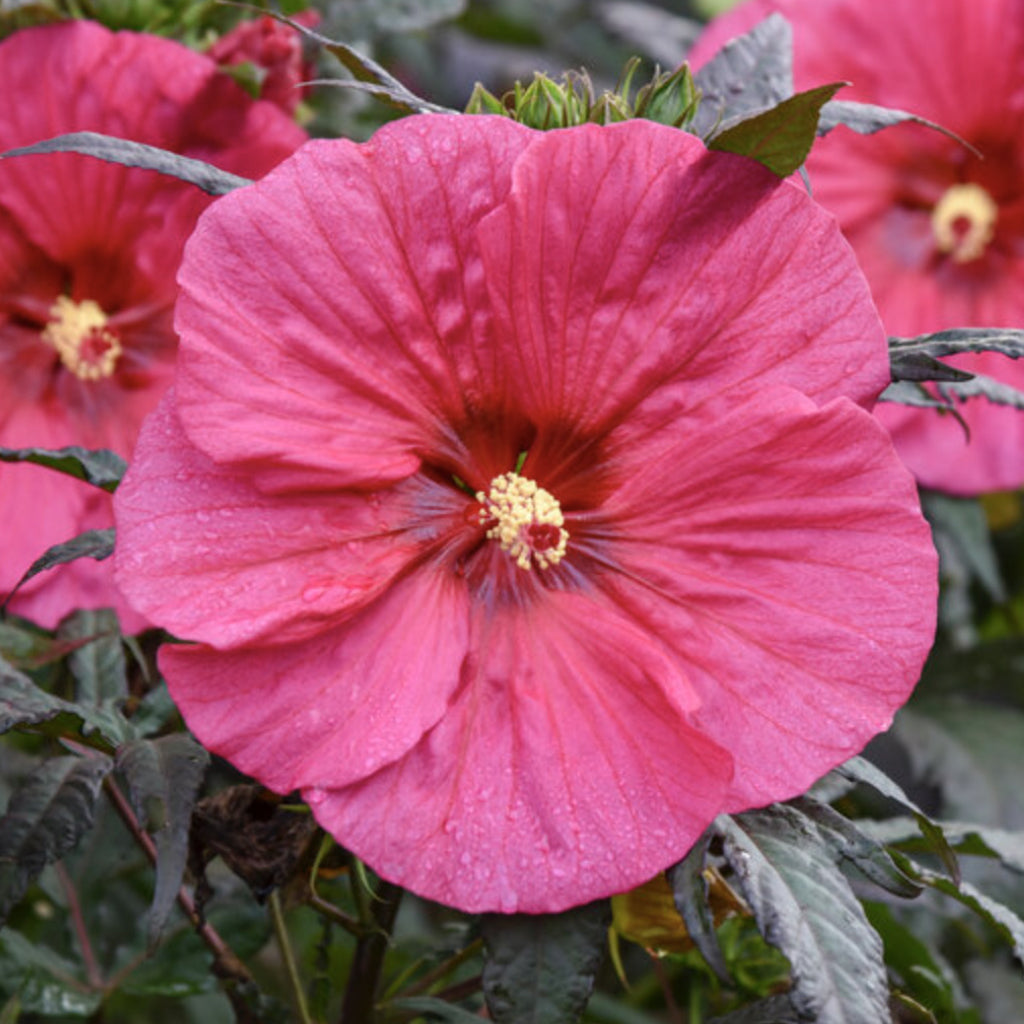 Summerific® Evening Rose Rose Mallow