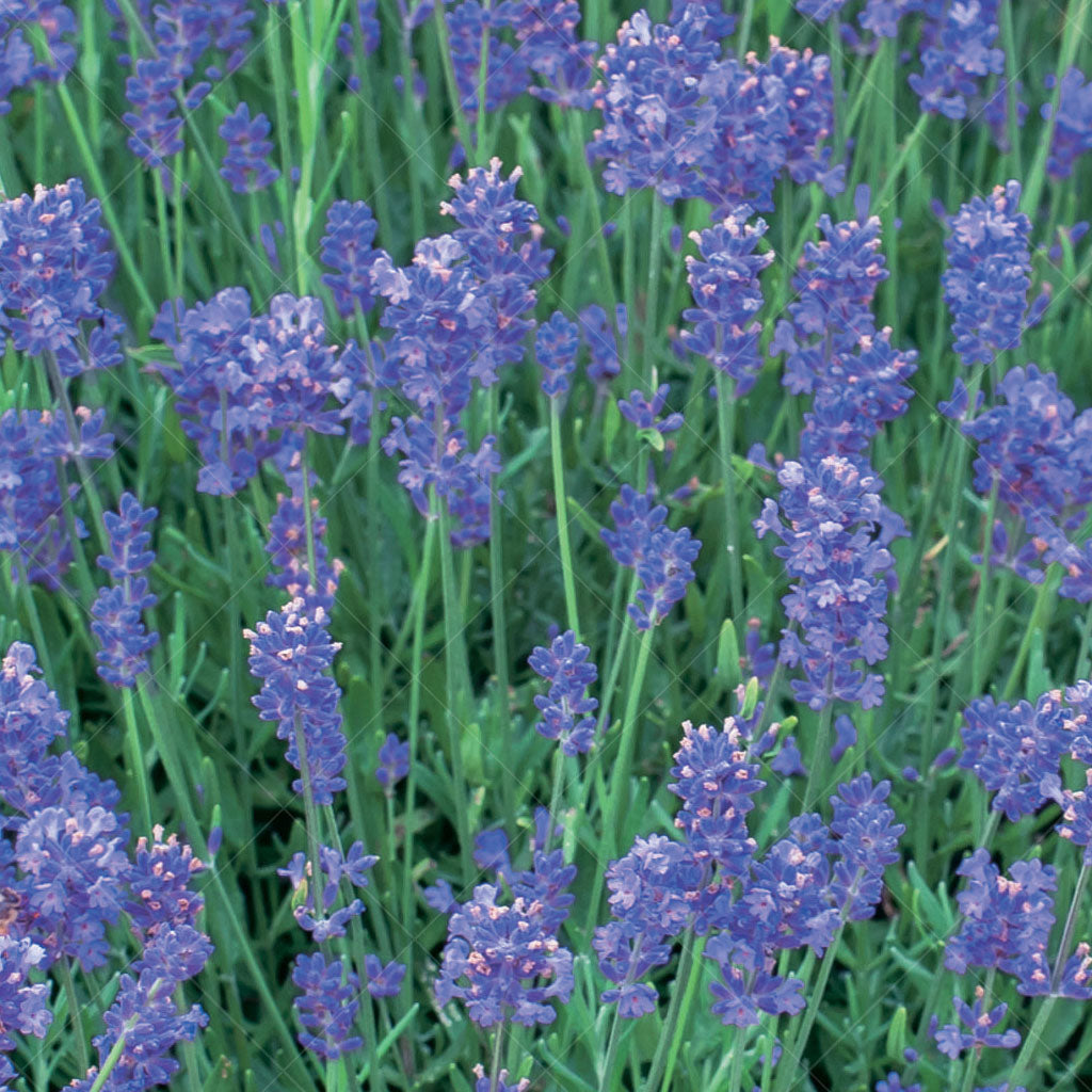 Munstead Lavender