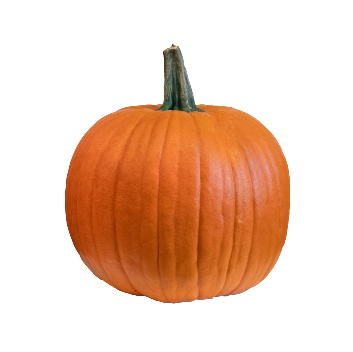 The Boss Medium Pumpkin