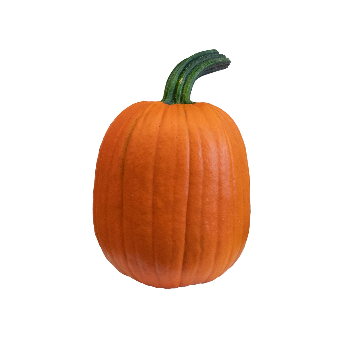 Adonis Large Orange Pumpkin
