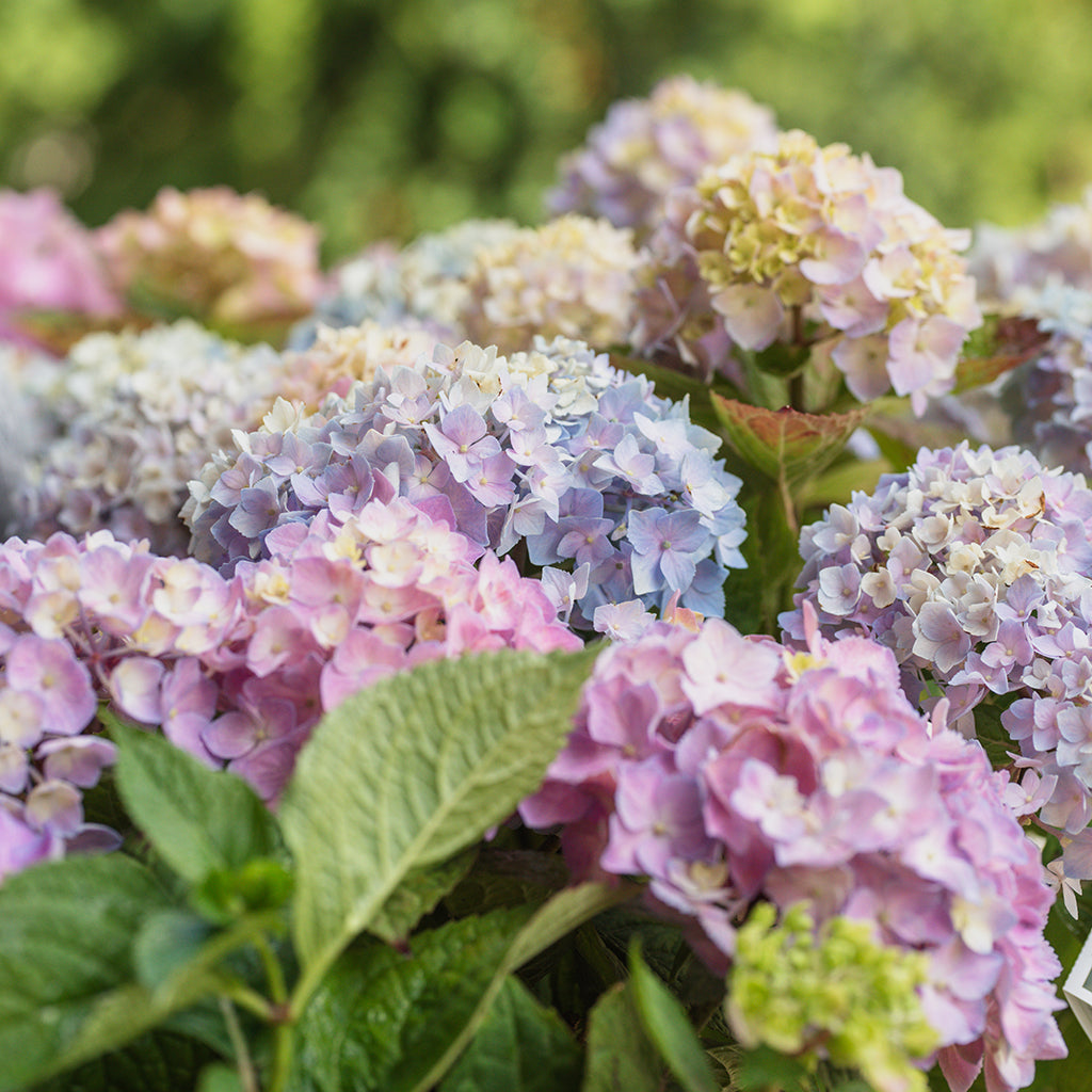 Let's Dance® Sky View™ Bigleaf Hydrangea