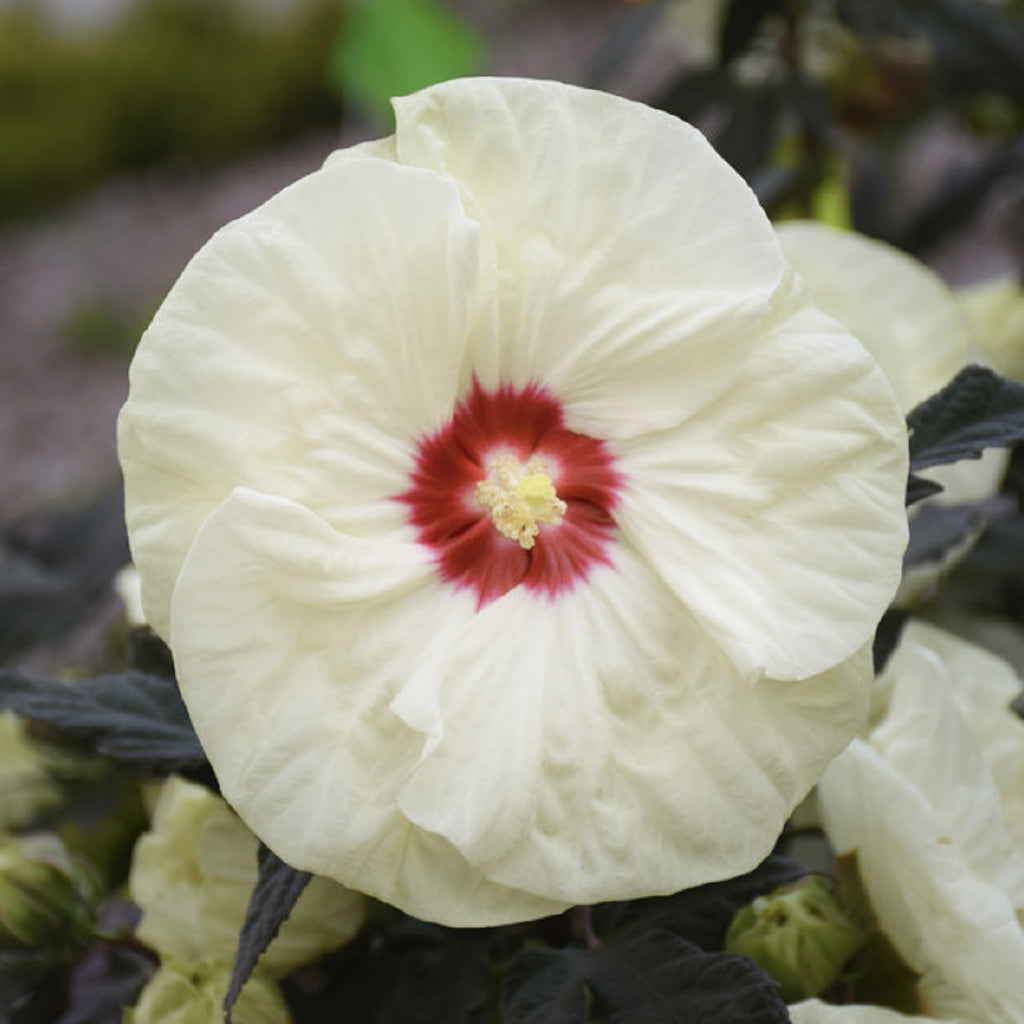 Summerific® French Vanilla Rose Mallow