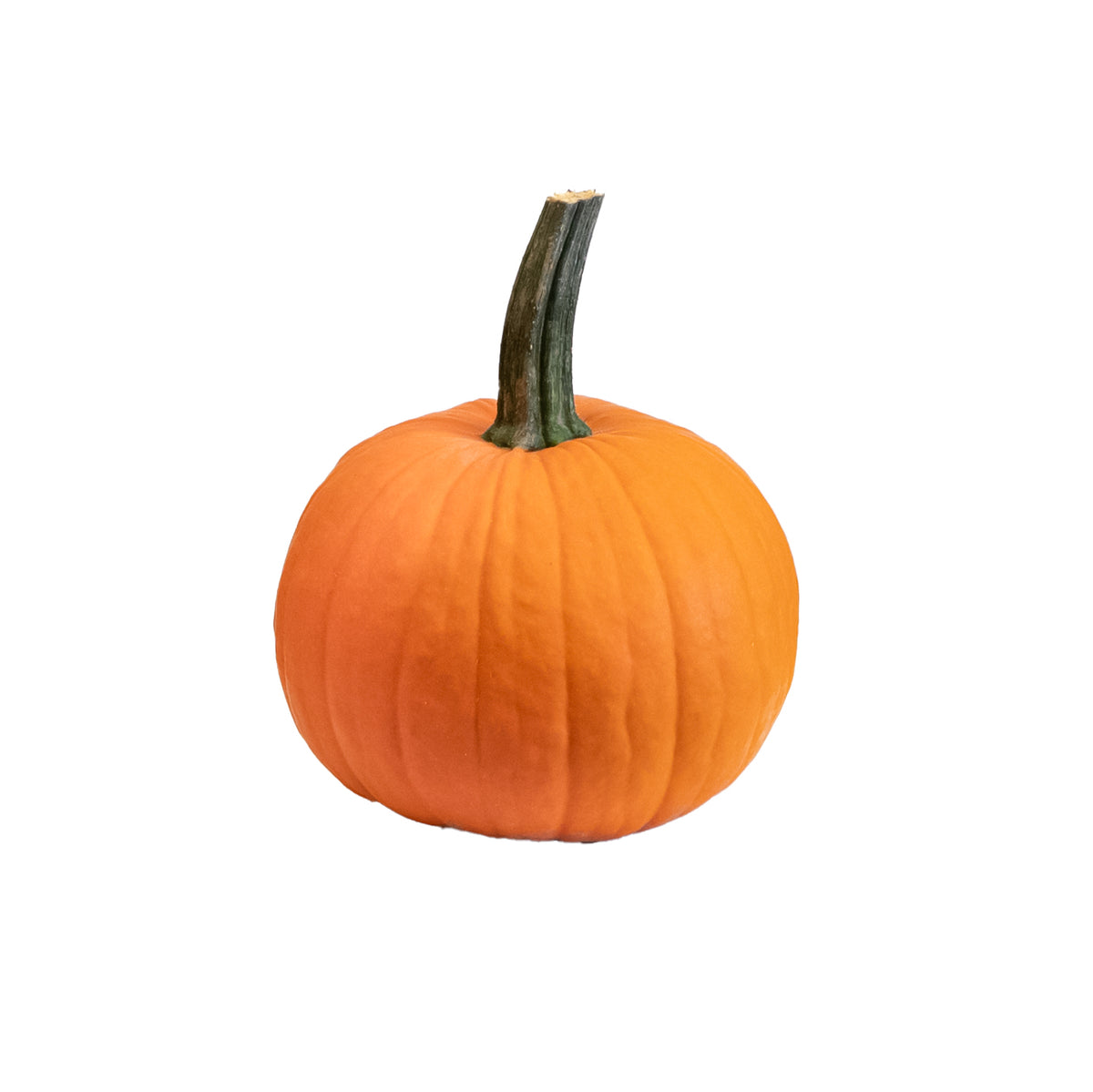 Pie Pumpkin