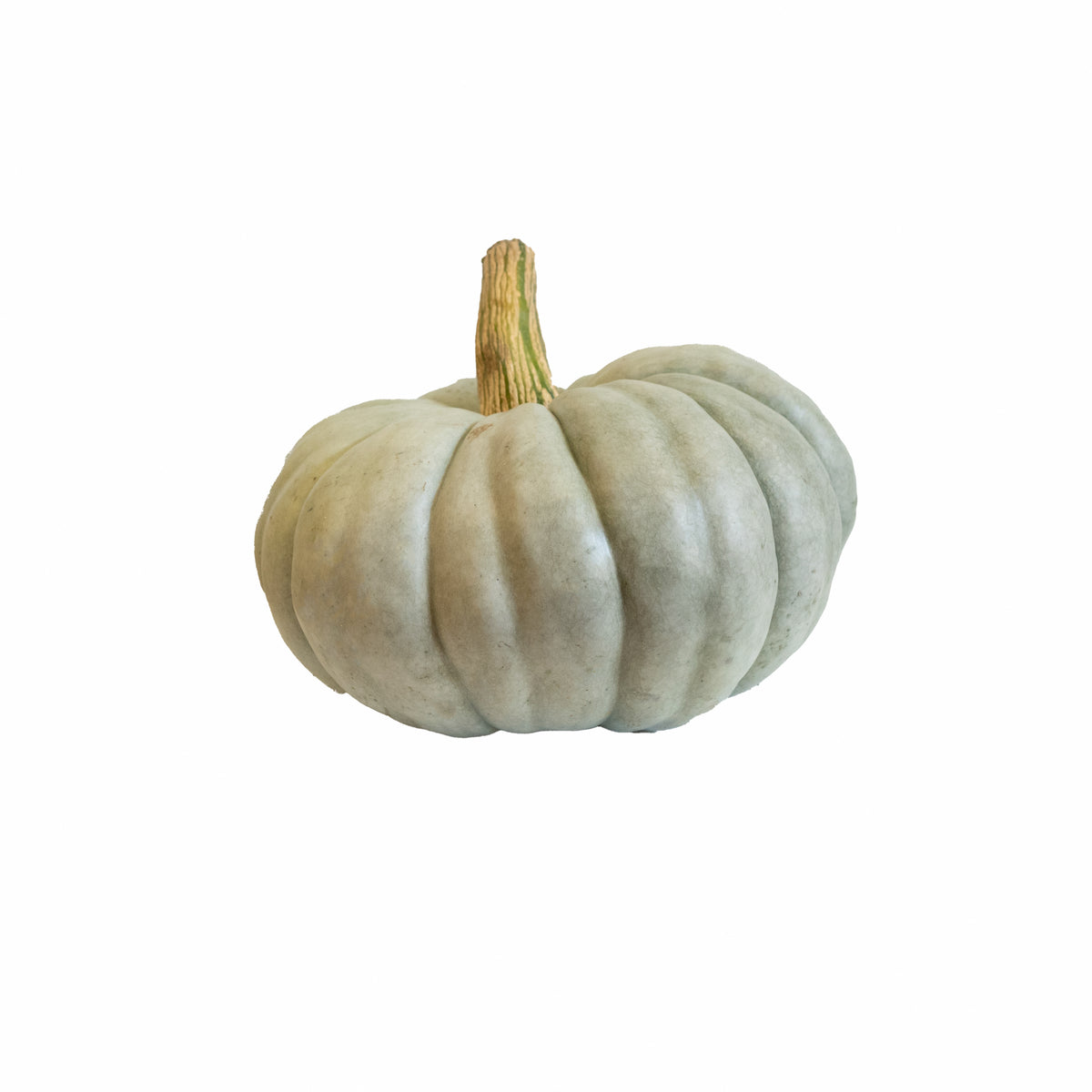 Specialty Medium Pumpkin “Blue Doll”