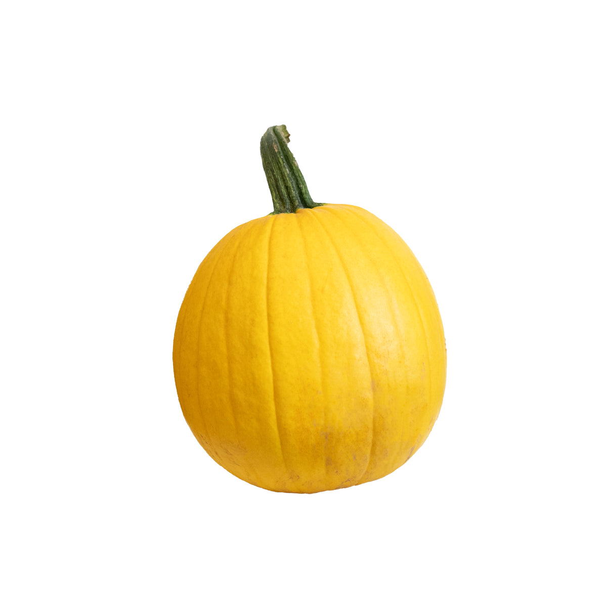 Specialty Medium Pumpkin “Lemonade”