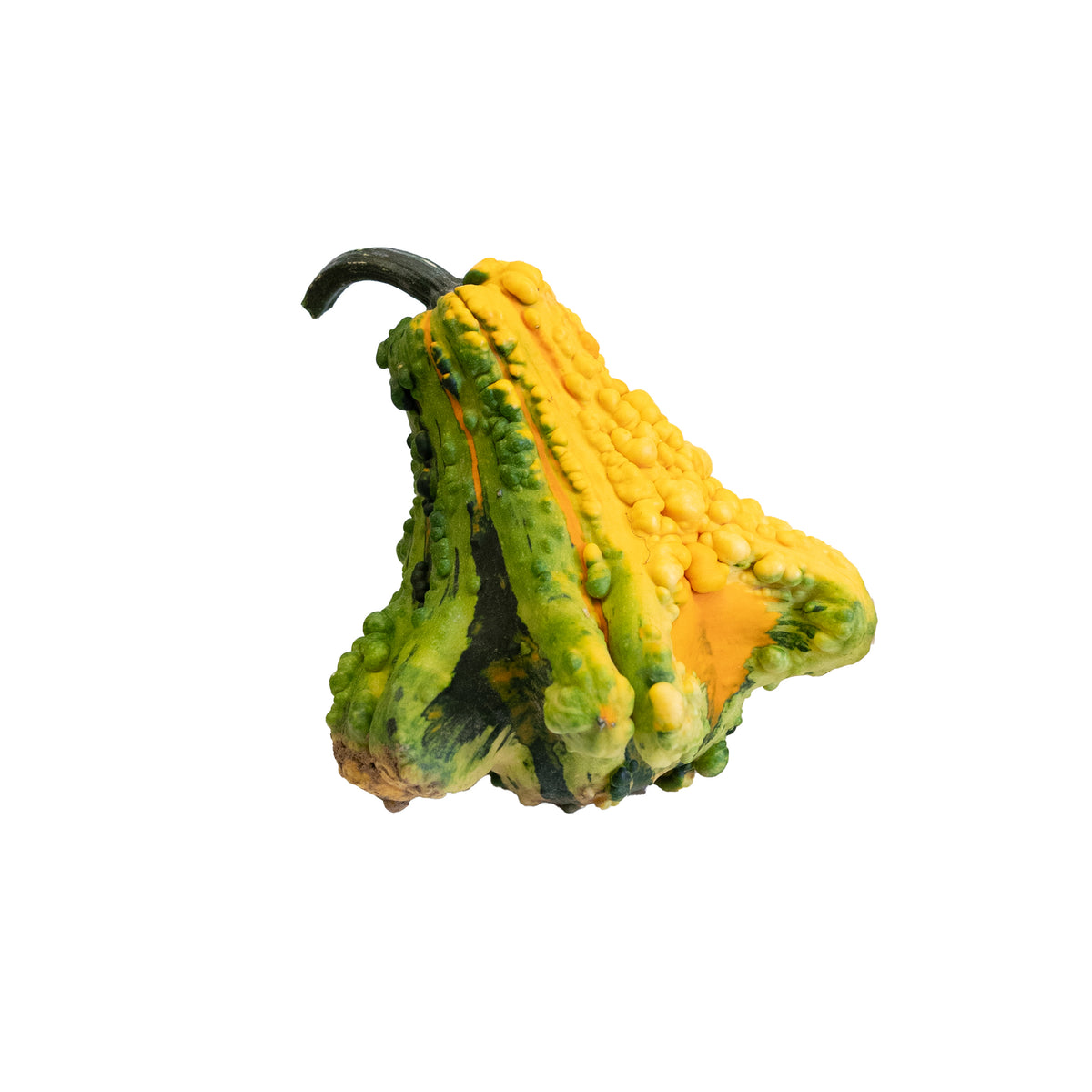 Specialty Small Pumpkin