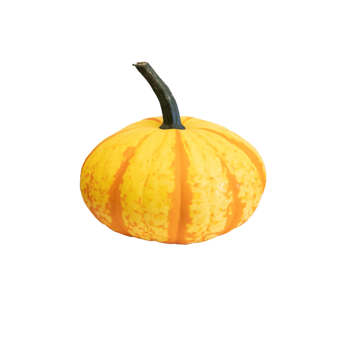 Specialty Small Pumpkin