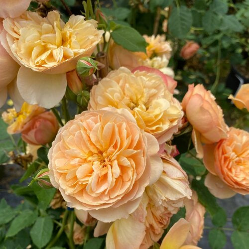 Flavorette® Honey Apricot Edible Rose
