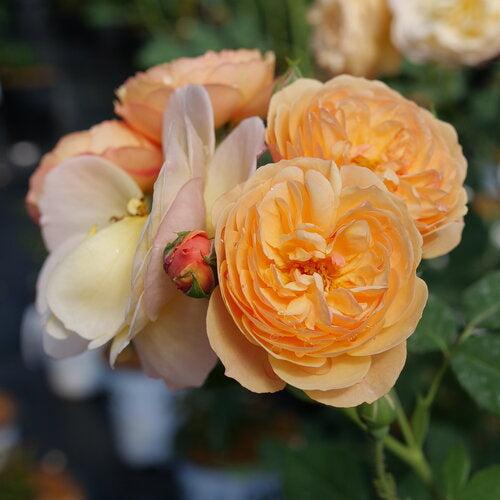 Flavorette® Honey Apricot Edible Rose
