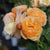 Flavorette® Honey Apricot Edible Rose