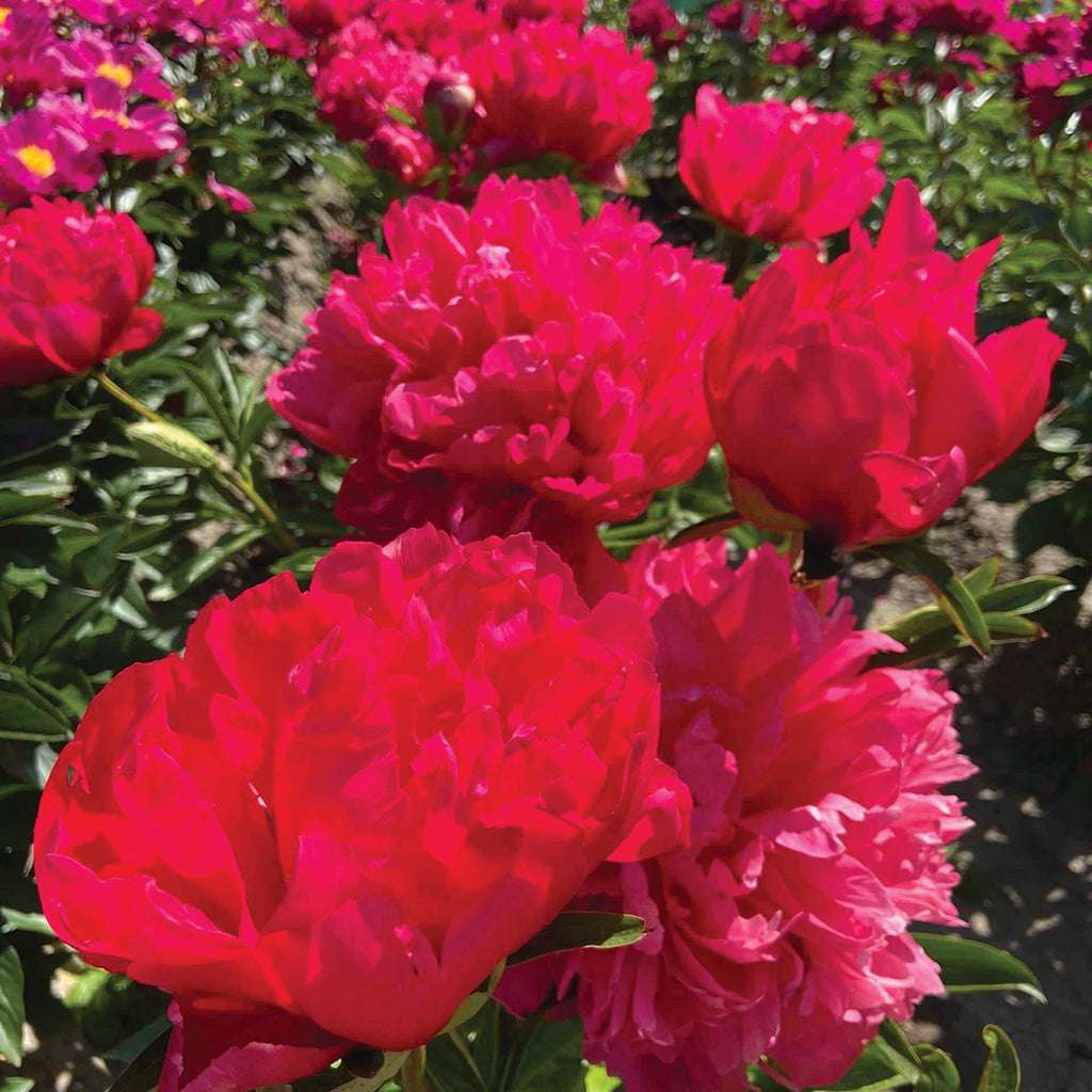 Belgravia Peony
