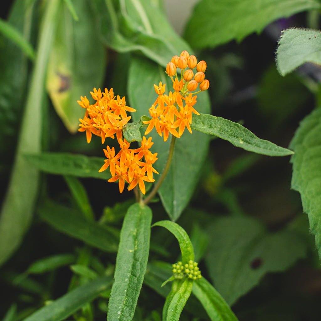 Butterfly Weed # 1 Cb