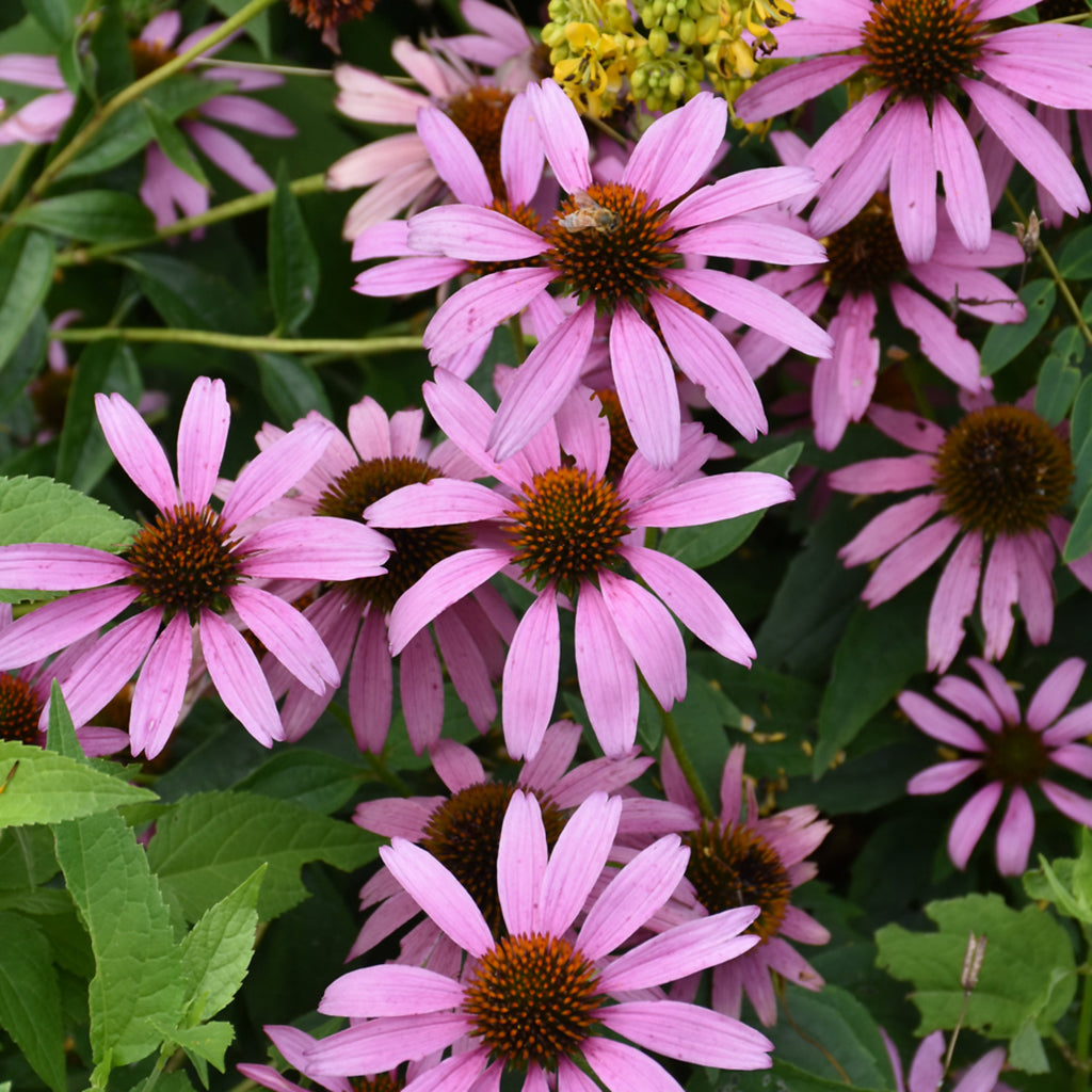 Canadian Beauties - For Pollinators - Sheridan Nurseries Online