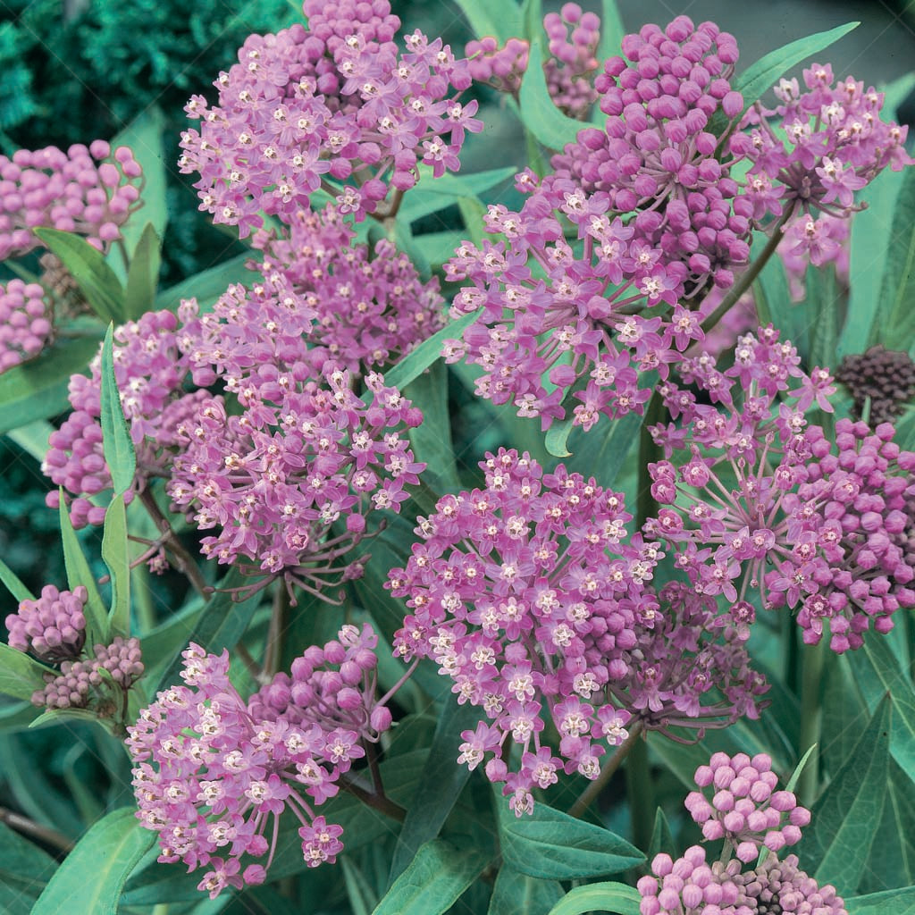 Cinderella Swamp Milkweed #1 Cb