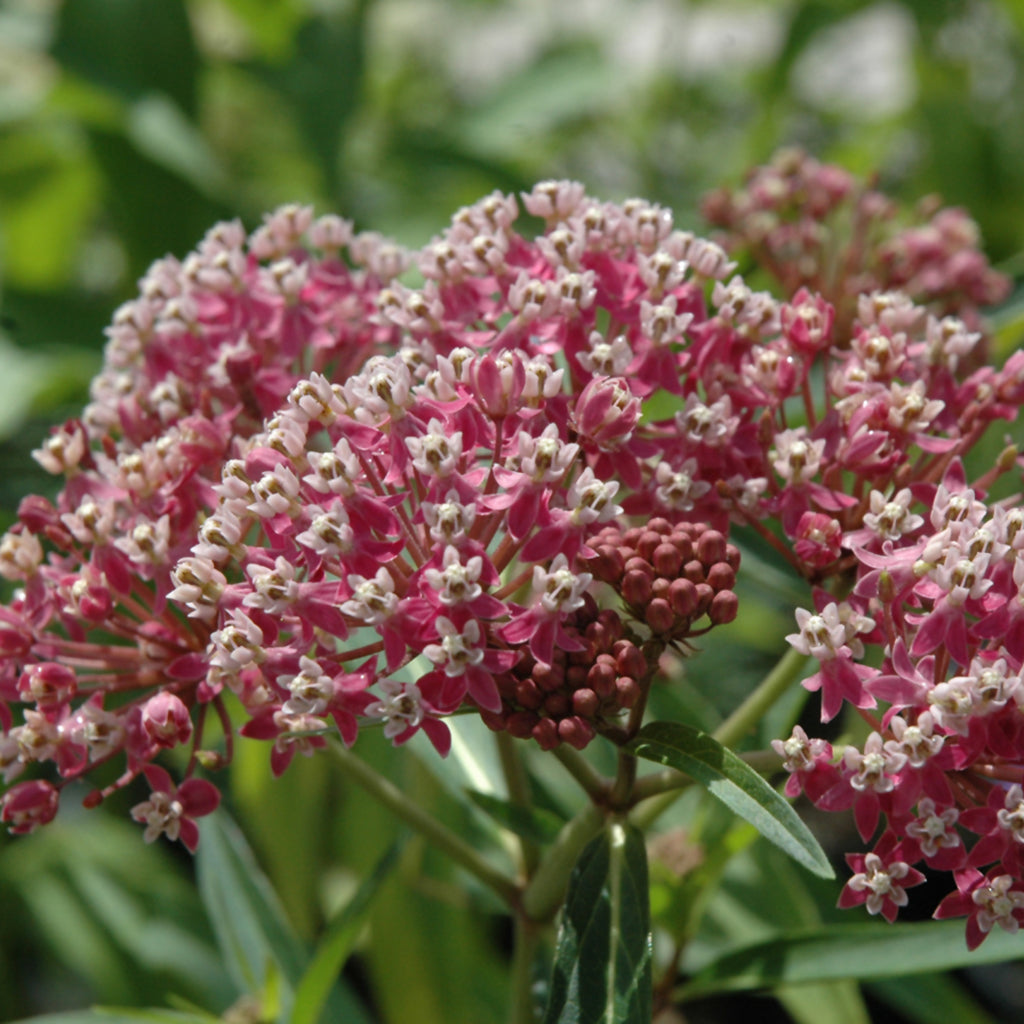 Cinderella Swamp Milkweed #1 Cb