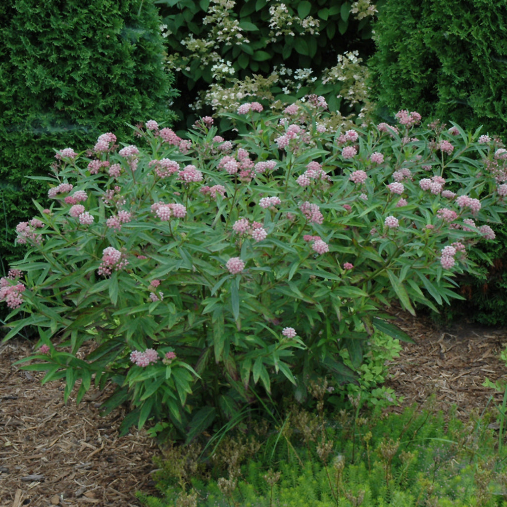 Cinderella Swamp Milkweed #1 Cb