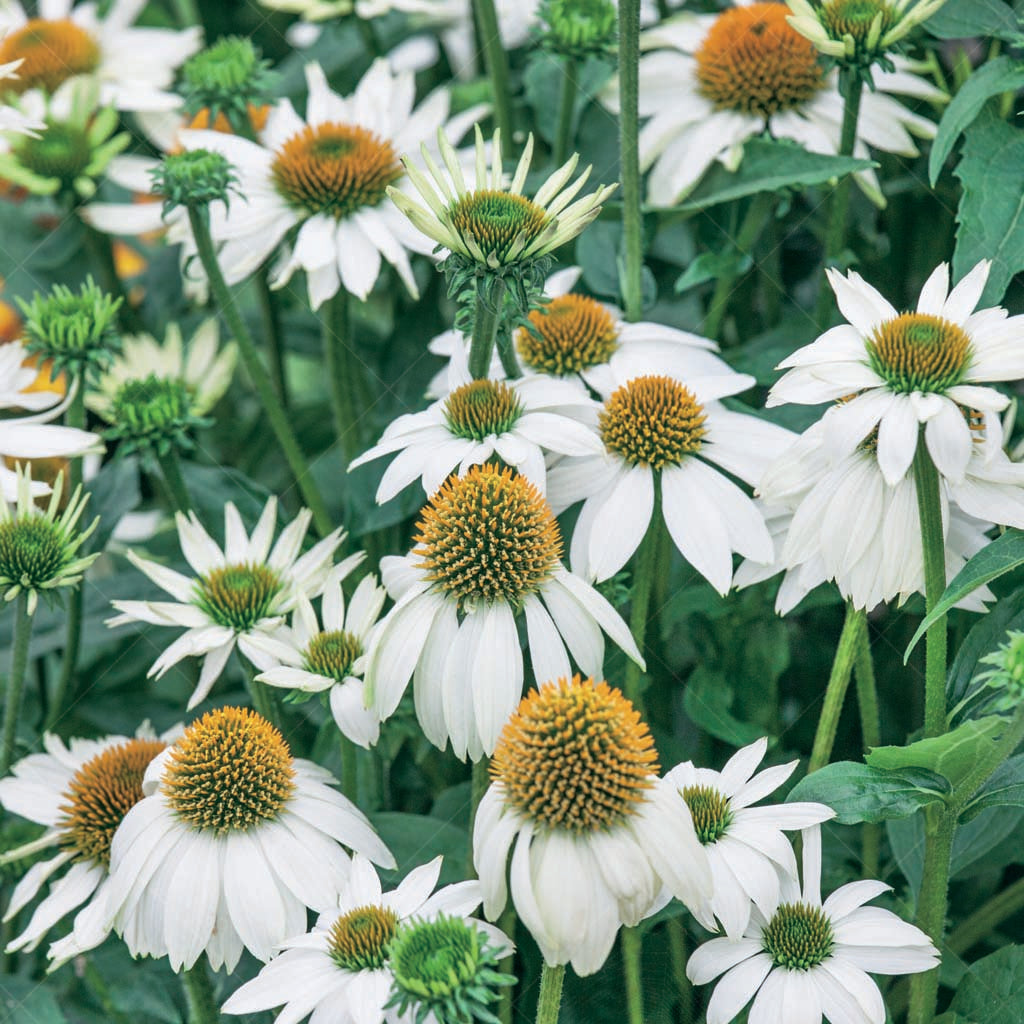 Powwow White Coneflower # 1 Cb