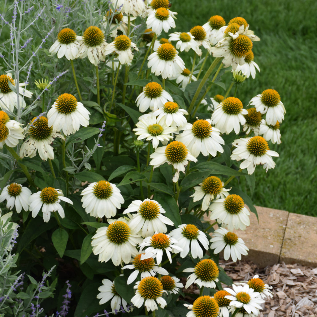Powwow White Coneflower # 1 Cb