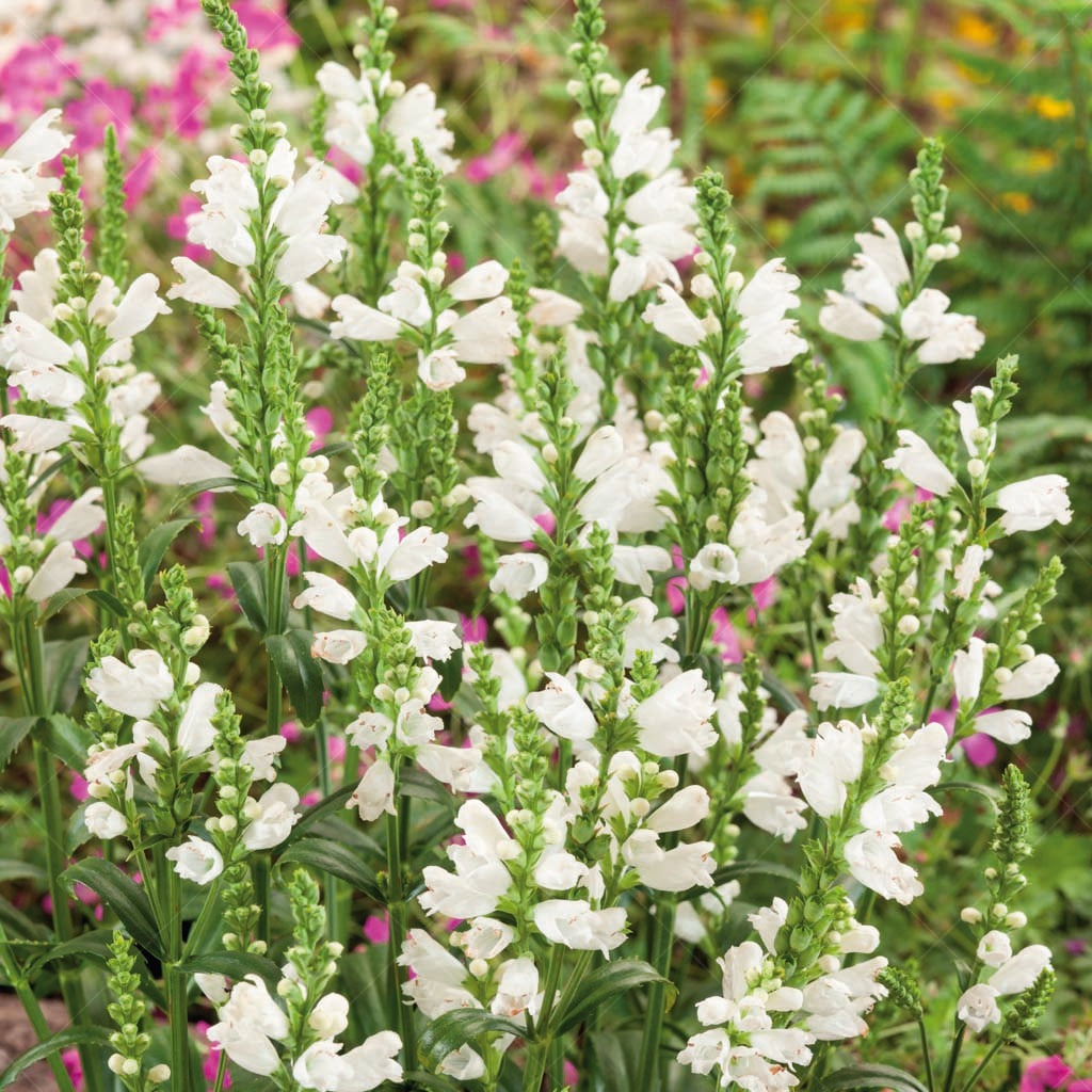 Introducing the refined elegance of Obedient Plant 'Miss Manners' (Physostegia virginiana 'Miss Manners'), a delightful native cultivar that exudes grace and charm in any garden setting. 