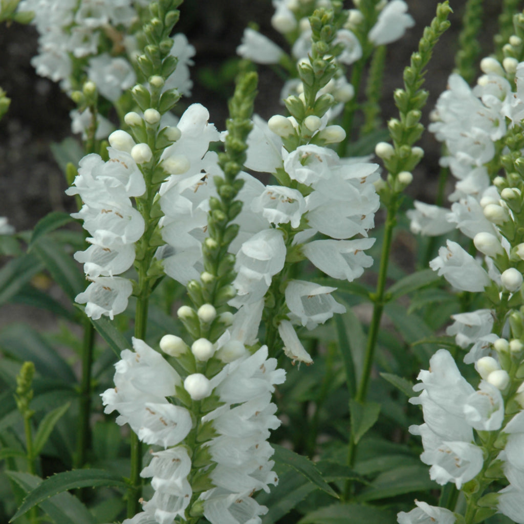 Miss Manners Obedient Plant # 1 Cb
