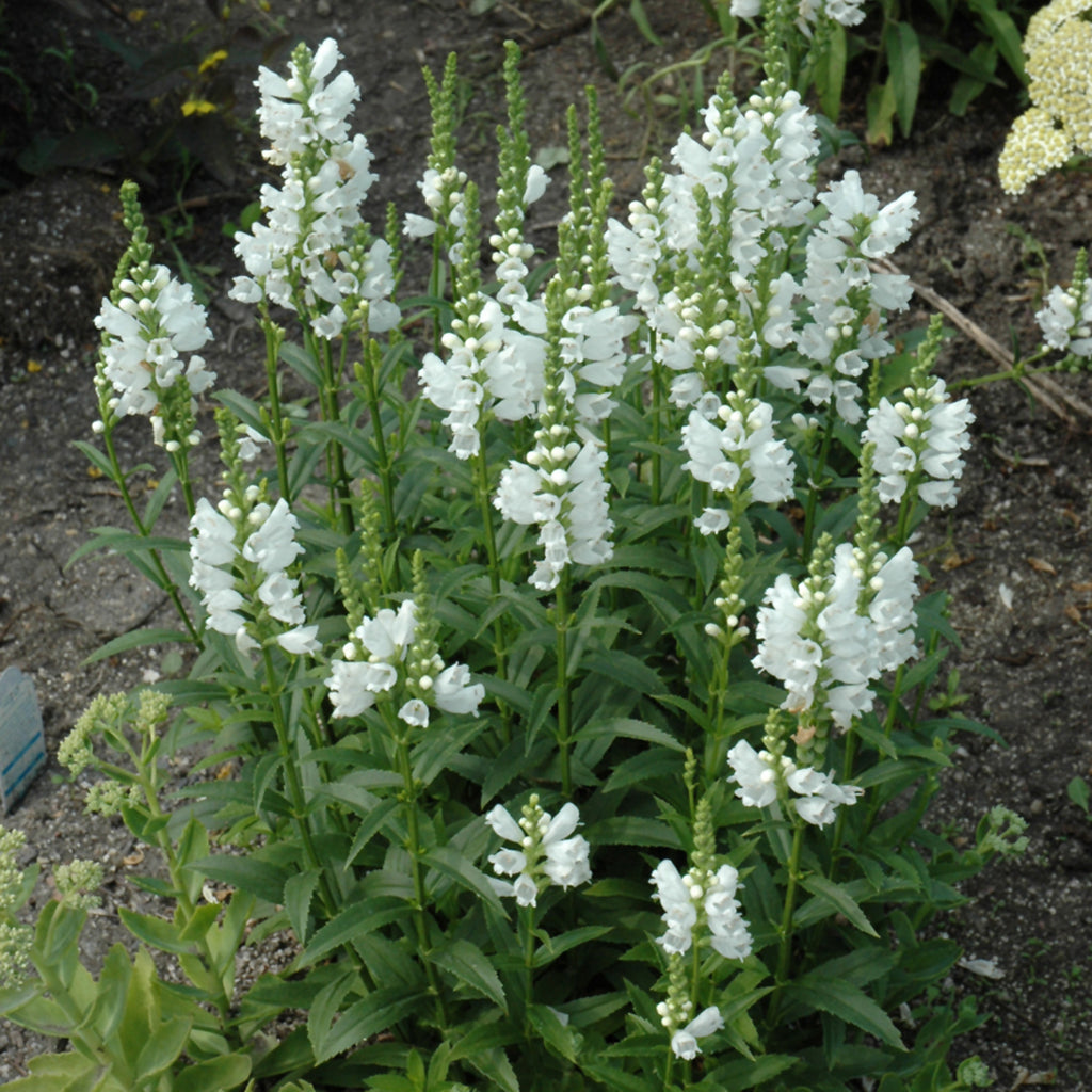 Miss Manners Obedient Plant # 1 Cb