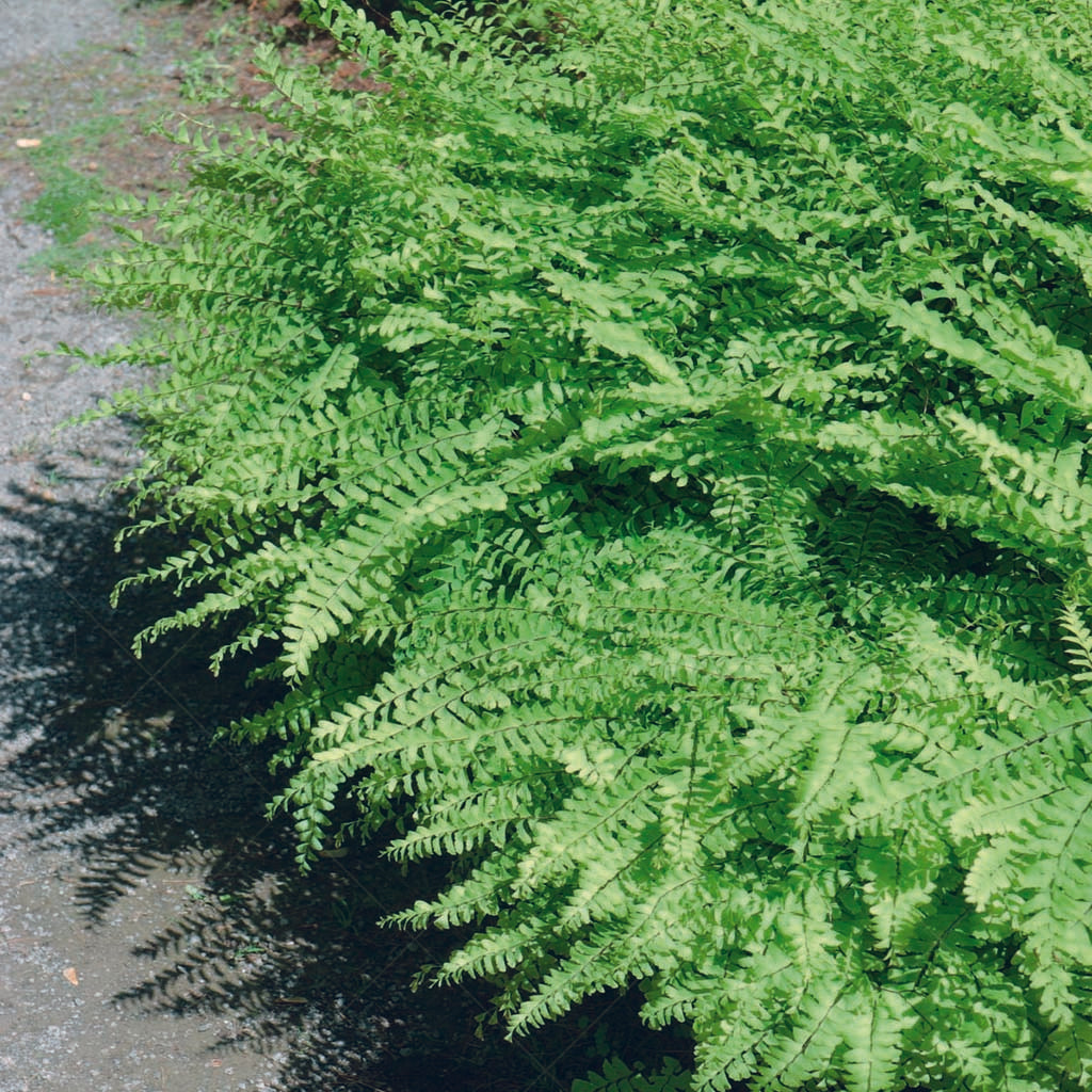 Canadian Ferns Canadian Beauties - Ferns - Sheridan Nurseries Online