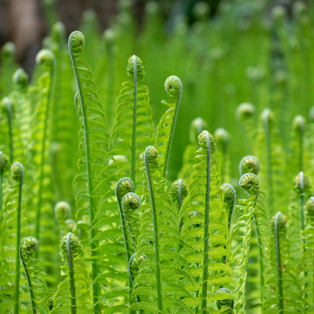 Elevate your natural garden with the graceful presence of Ostrich Fern (Matteuccia struthiopteris var. pensylvancia), a versatile perennial prized for its exquisite texture, ease of cultivation, and resilience against pests. With its striking fronds and adaptable nature, Ostrich Fern adds depth and visual interest to any landscape while requiring minimal maintenance.