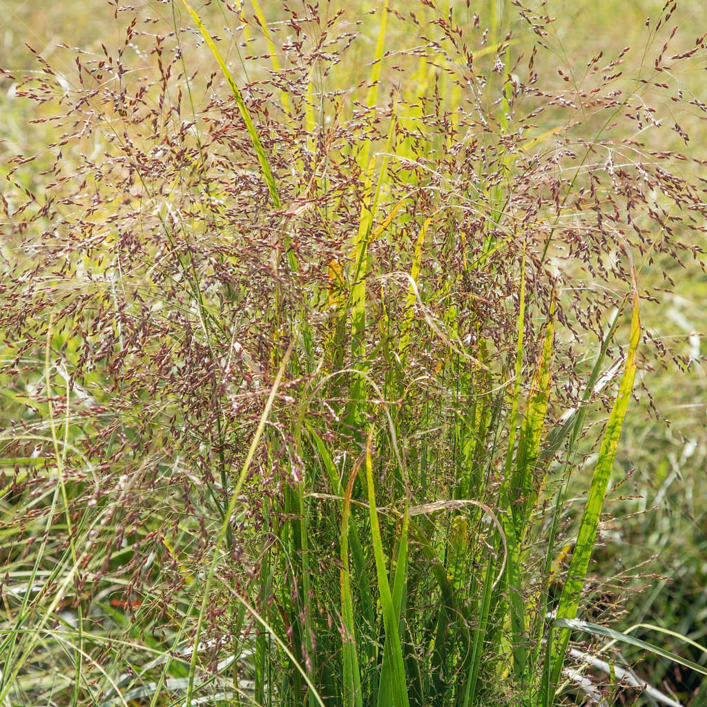 Introducing Switch Grass (Panicum virgatum), a resilient and versatile native grass species that adds dynamic beauty to the landscape throughout the growing season. With its striking foliage and elegant flowering panicles, Switch Grass captivates the eye and provides essential ecological benefits to your garden environment.