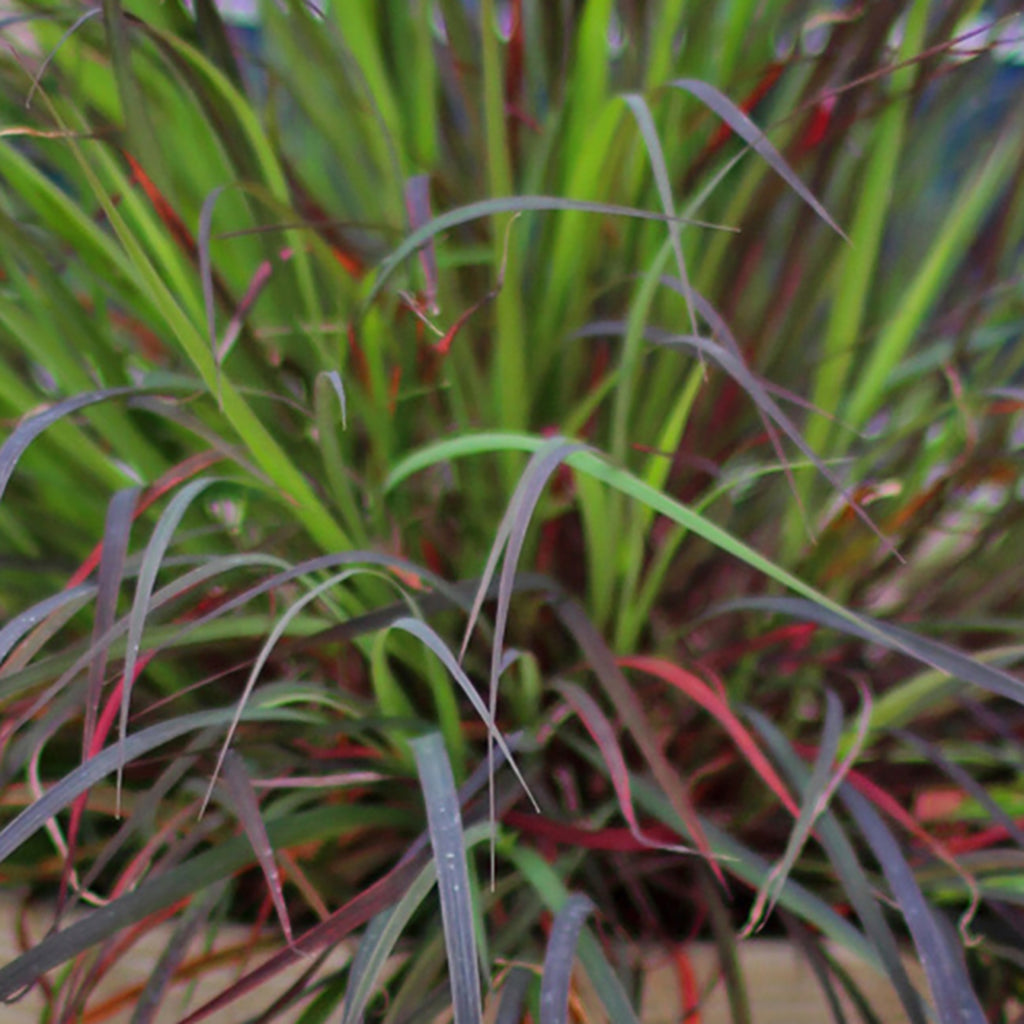 Immerse yourself in the stunning beauty of Big Bluestem 'Blackhawks' (Andropogon gerardii 'Blackhawks'), a native cultivar celebrated for its striking foliage and vibrant seasonal colors. 