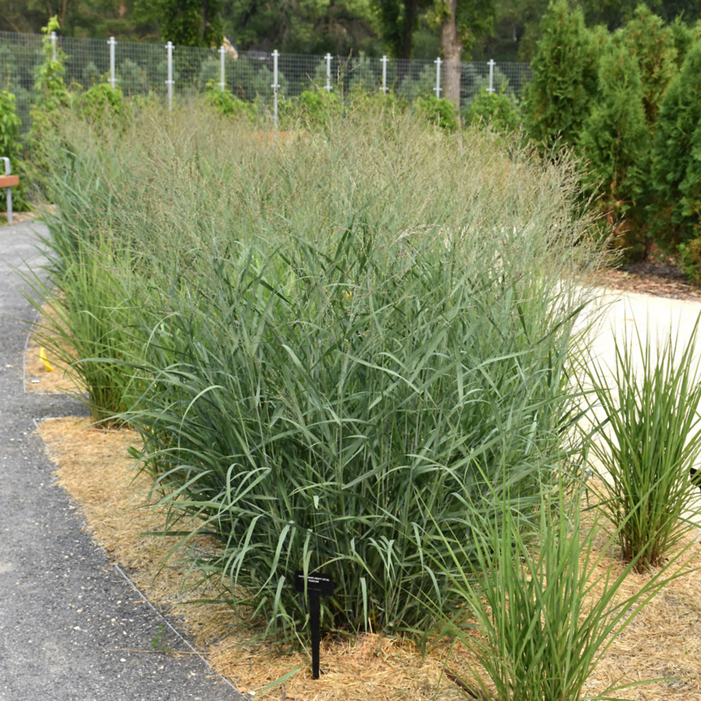 Heavy Metal Switch Grass # 1 CG