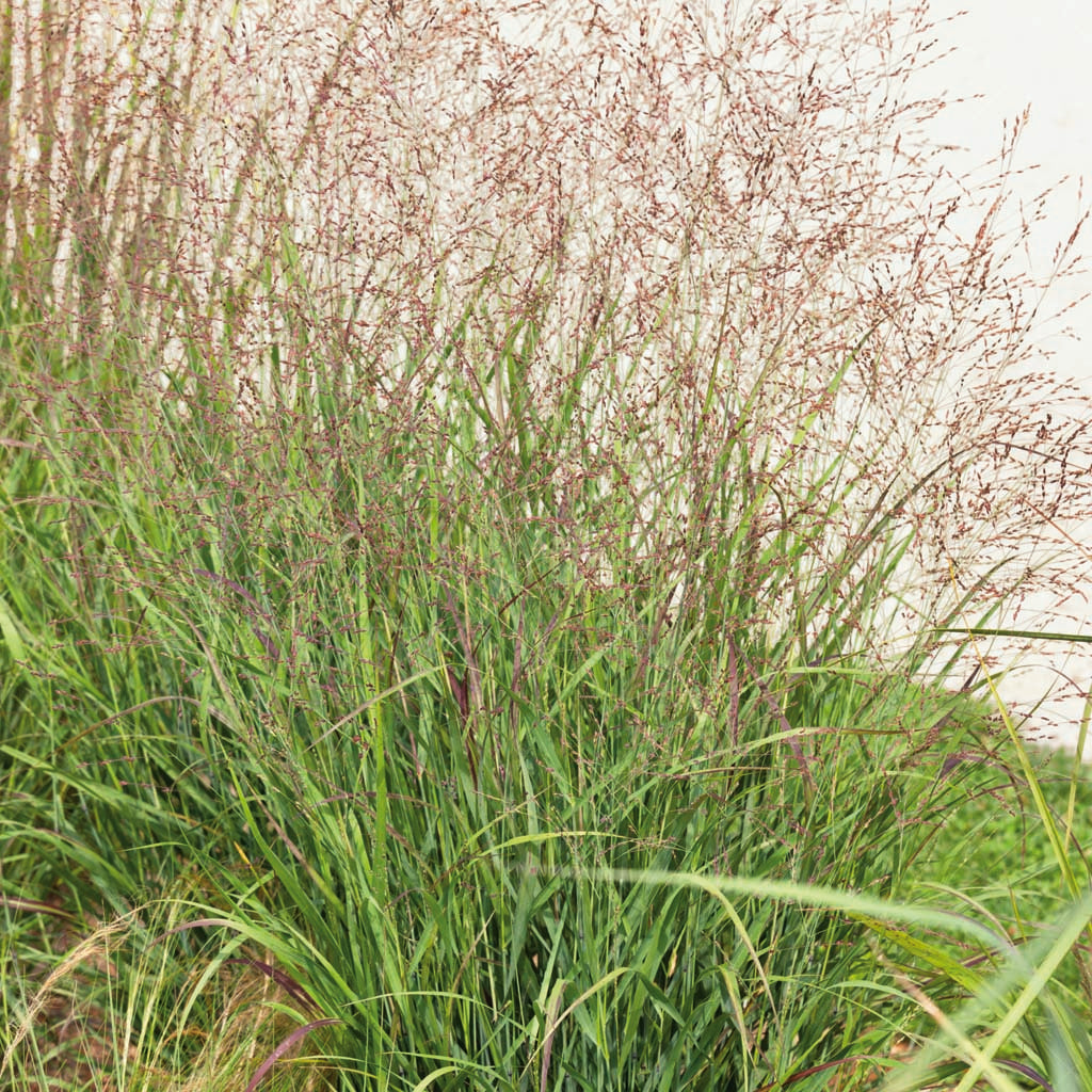 Embrace the beauty of Switch Grass &#39;Shenandoah&#39; (Panicum virgatum &#39;Shenandoah&#39;), a majestic grass that brings dynamic color and texture to any landscape. Whether planted in masses or integrated into mixed borders, &#39;Shenandoah&#39; commands attention with its tall stature and graceful presence. 