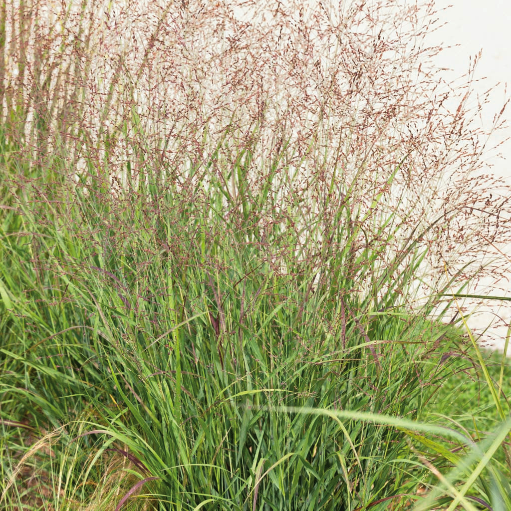 Embrace the beauty of Switch Grass 'Shenandoah' (Panicum virgatum 'Shenandoah'), a majestic grass that brings dynamic color and texture to any landscape. Whether planted in masses or integrated into mixed borders, 'Shenandoah' commands attention with its tall stature and graceful presence. 