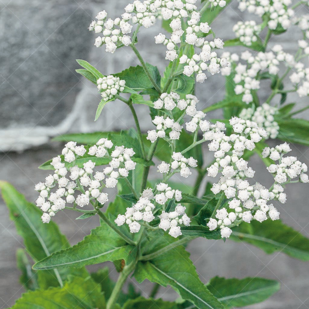 Embrace the natural charm of Common Boneset (Eupatorium perfoliatum), a delightful perennial boasting loose, white flat-topped flowers that adorn deep green foliage throughout late spring to mid-fall.