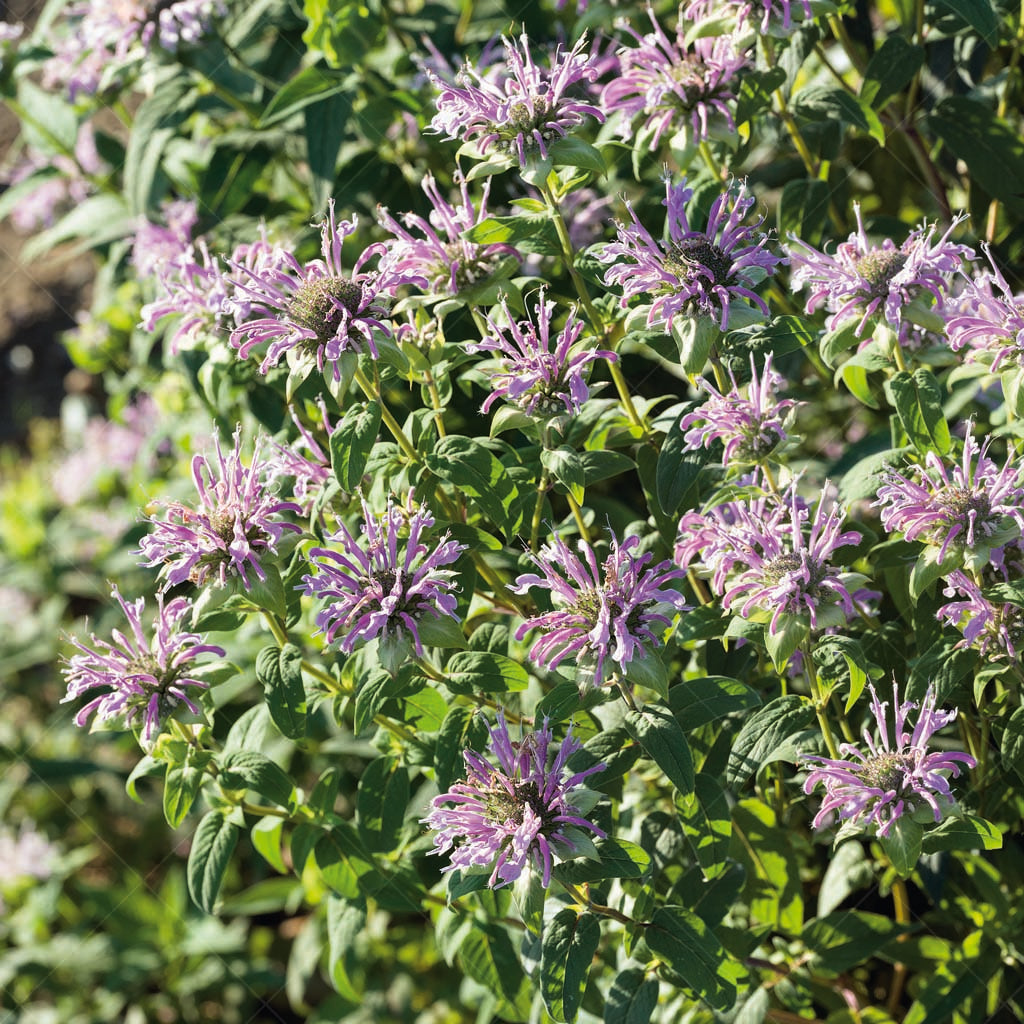 Elevate your garden with the natural beauty and sweet fragrance of Wild Bee-Balm (Monarda fistulosa), a delightful wildflower that graces the landscape with its beautiful purple blooms in late summer. Renowned for its ease of cultivation, this charming plant is a favorite among gardeners for its stunning floral display and captivating fragrance. As an added bonus, Wild Bee-Balm serves as a haven for butterflies, attracting these graceful creatures to your garden sanctuary.