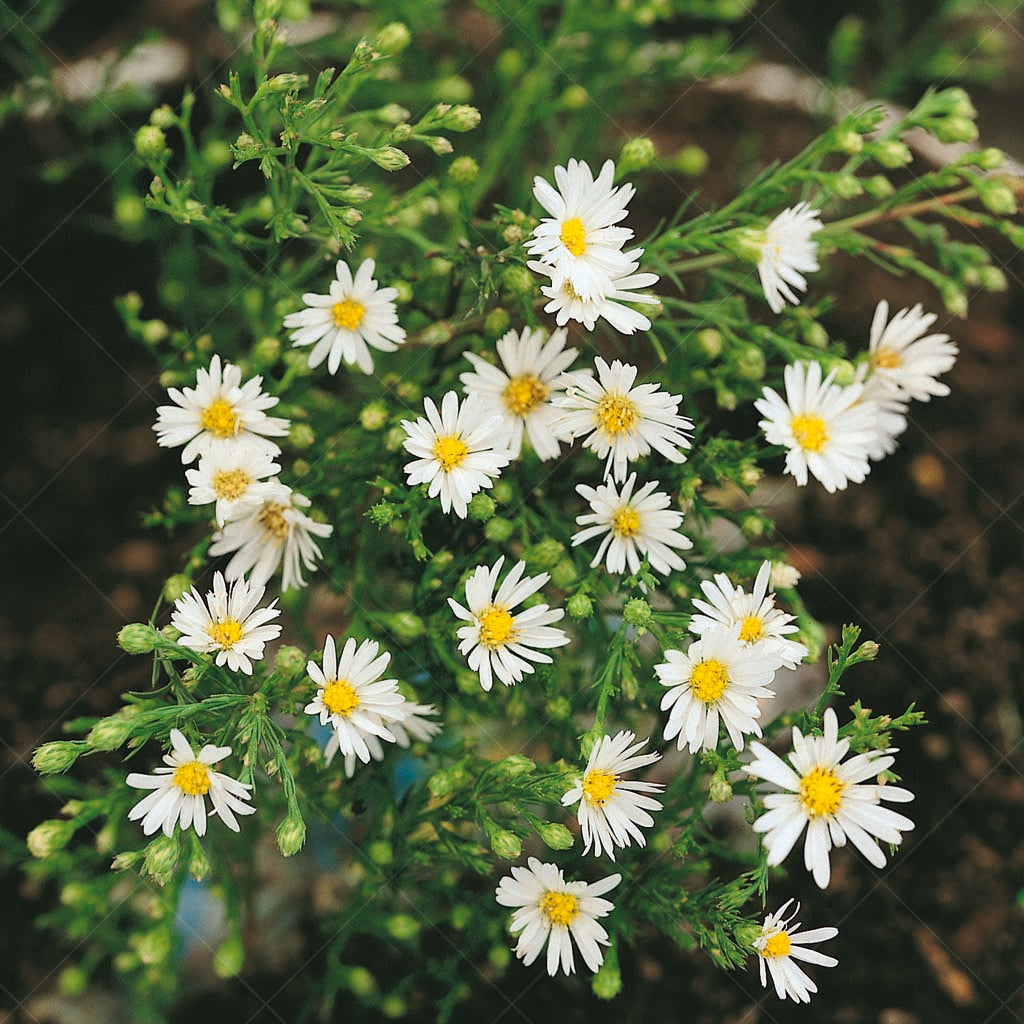 Embrace the beauty of autumn with the delicate blooms of Heath Aster (Symphyotrichum ericoides var. ericoides), a native plant that graces your garden with a profusion of single white flowers from late summer through fall. 
