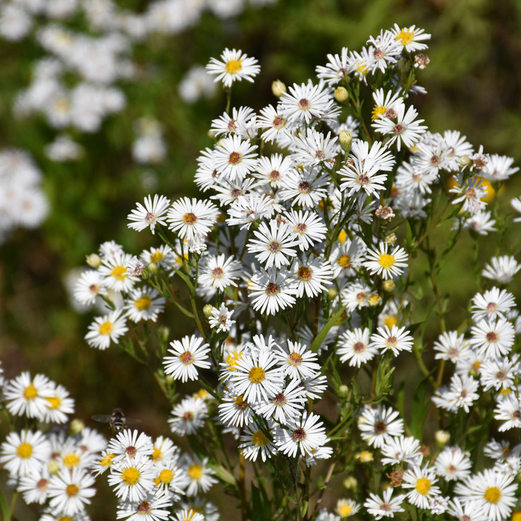 Heath Aster # 1 Cb