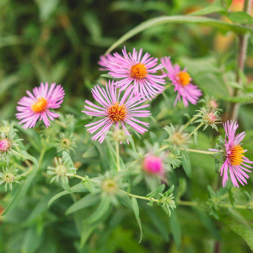 New England Aster # 1 Cg
