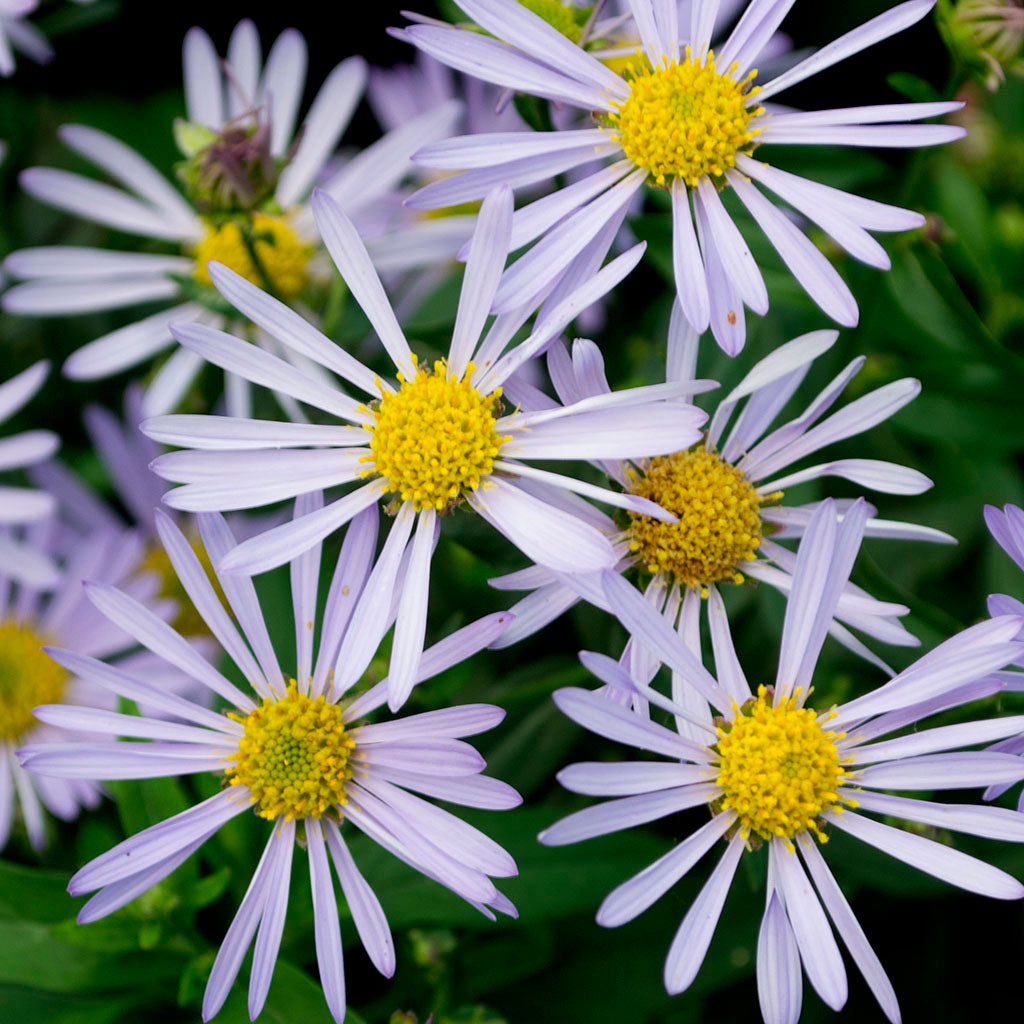 New England Aster # 1 Cg