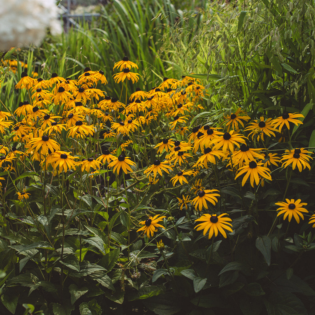 Canadian Beauties - For Pollinators - Sheridan Nurseries Online