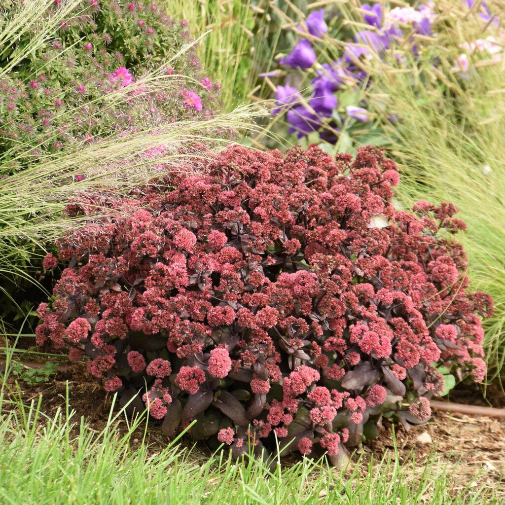 Rock 'N Grow® Midnight Velvet Stonecrop # 1 Pw Cont