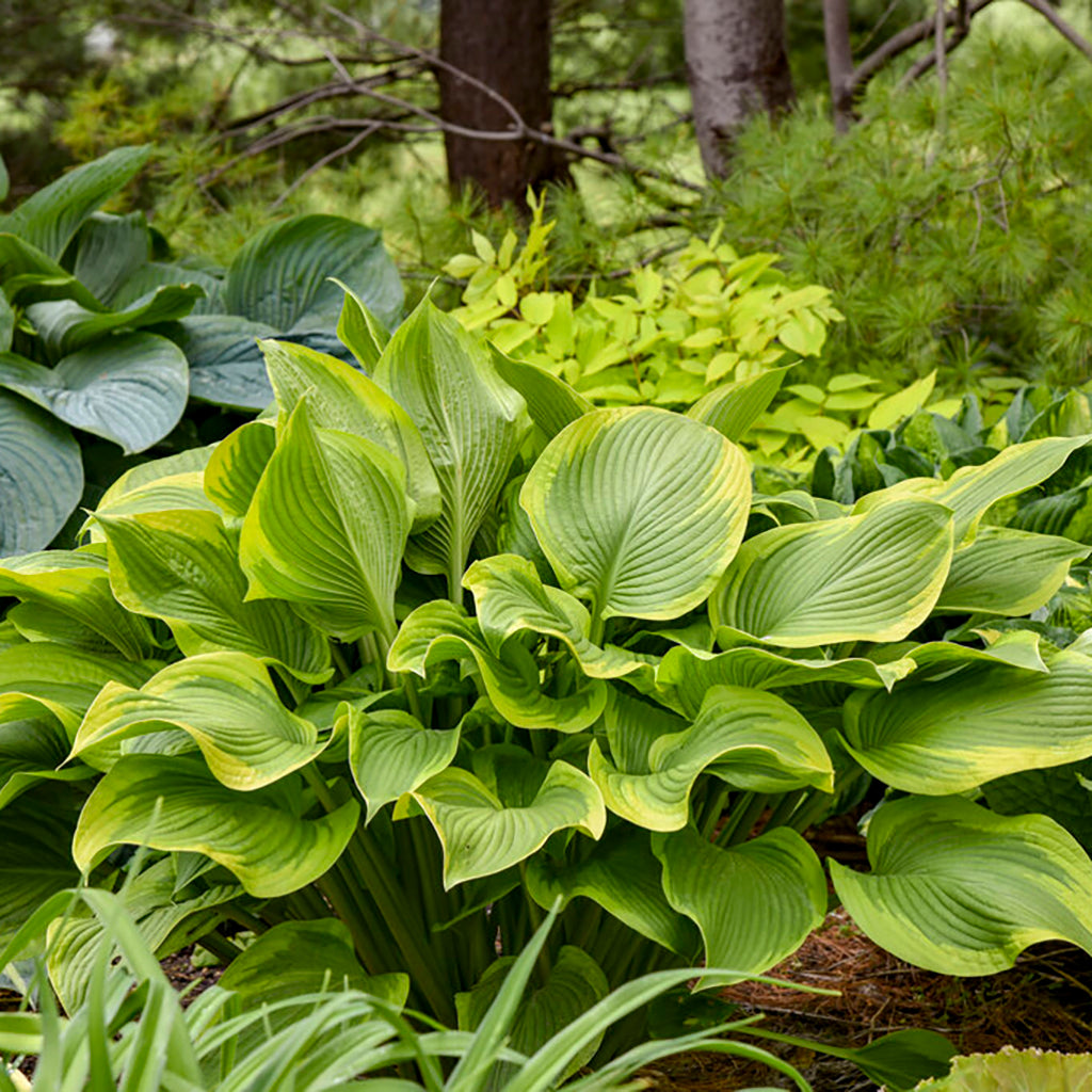 Shadowland® Lone Star Hosta Pw® # 1 Pw Cont