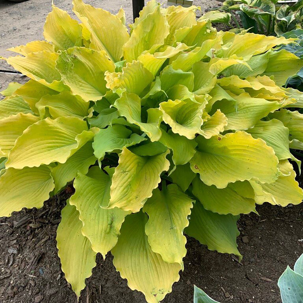 Shadowland® Echo The Sun Hosta Pw® # 1 Pw Cont