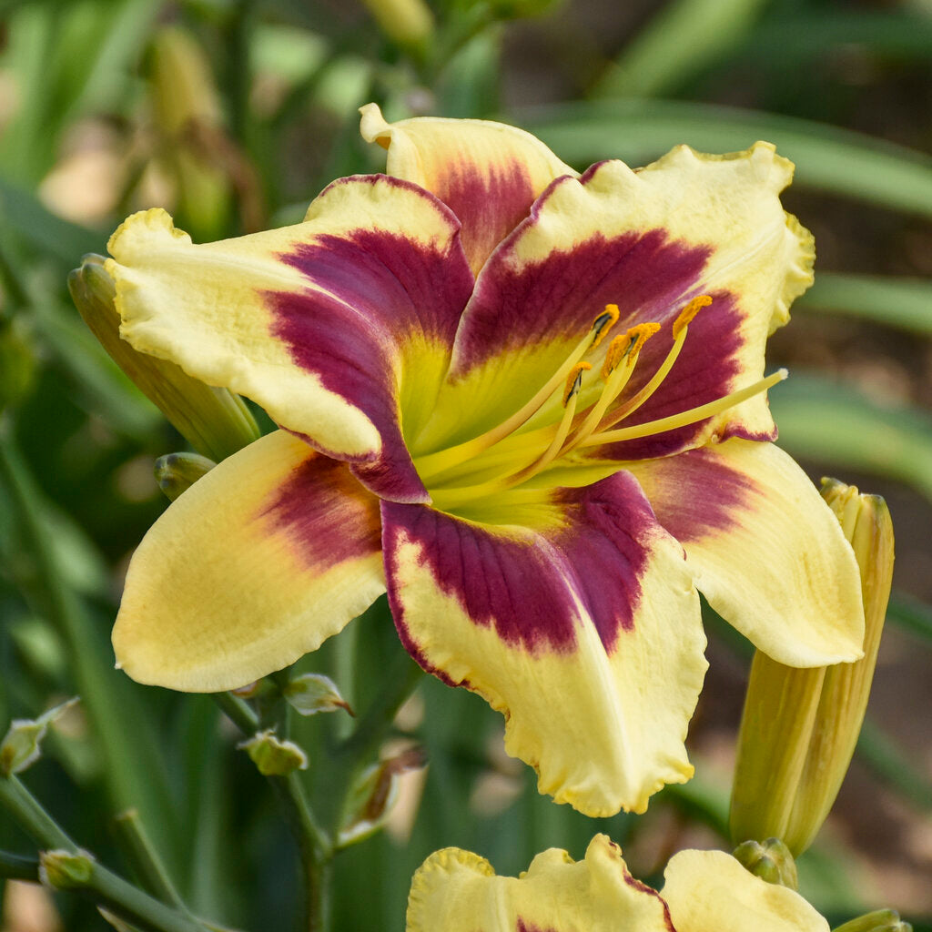 Rainbow Rhythm® Star Of The North Daylily Pw # 1 Pw Cont