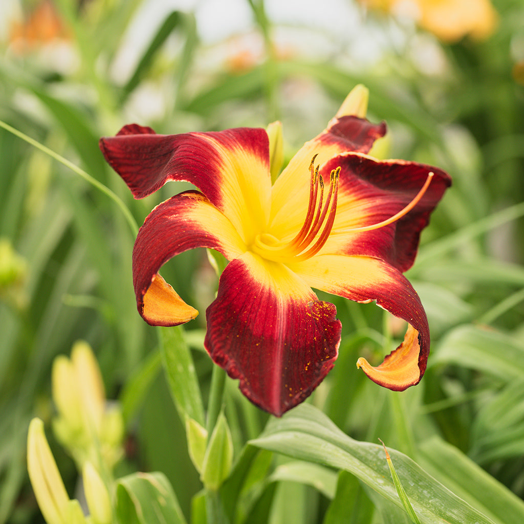 Rainbow Rhythm® Persian Ruby Daylily Pw® # 1 Pw Cont
