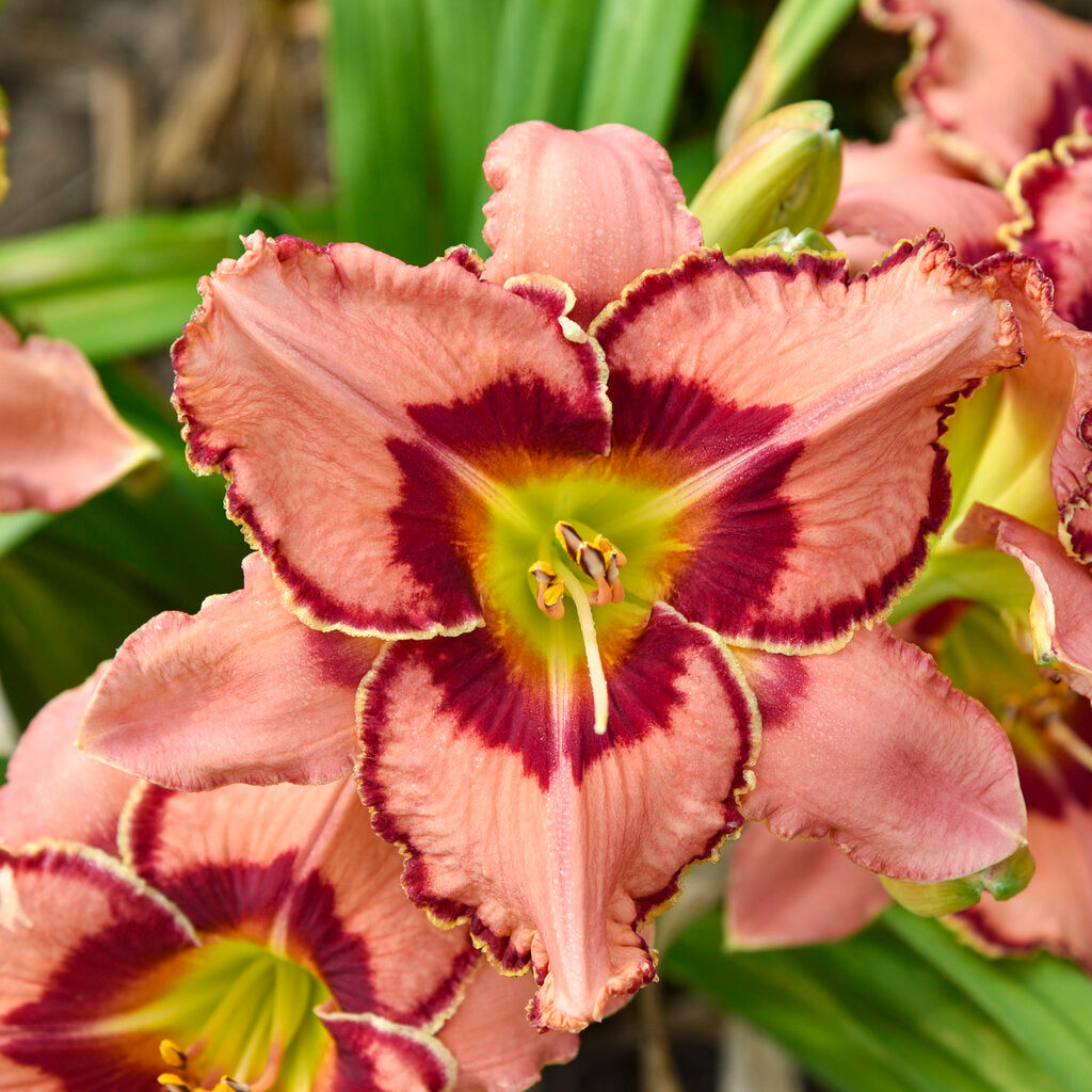 Rainbow Rhythm® Fearfully Wonder Daylily # 1 Pw Cont