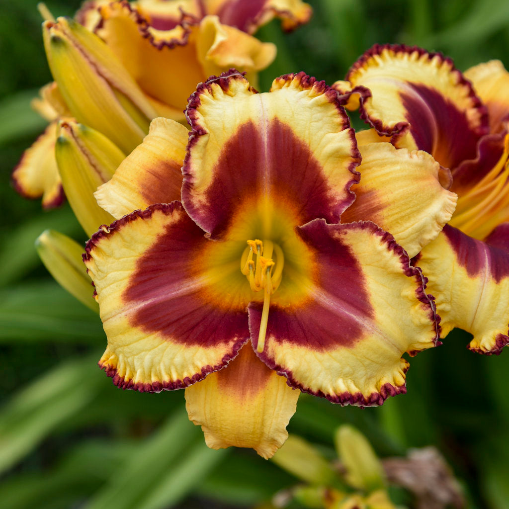 Rainbow Rhythm® Blazing Glory Daylily Pw® # 1 Pw Cont